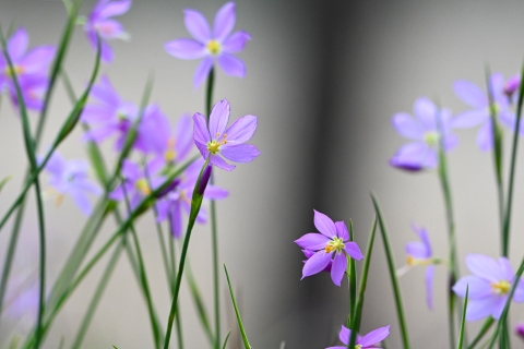 A group of purple flowers