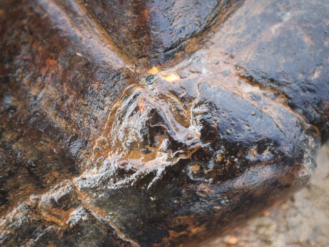 A close up shows an old bite mark on the back edge of the Suwannee alligator snapping turtle's shell.