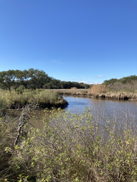 Brackish Marshland Anahuac National Wildlife Refuge