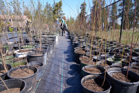 A woman stands between rows of potted trees sitting in a nursery