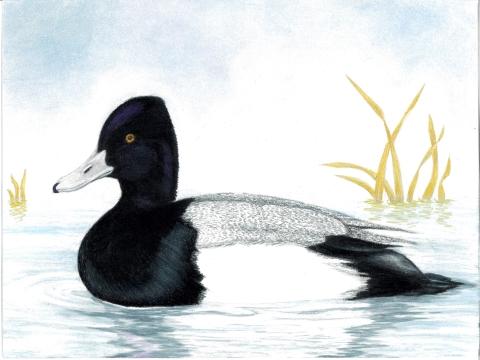 2024 Junior Duck Stamp Winner