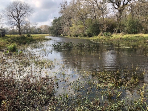 Forested Wetland on San Bernard National Wildlife Refuge