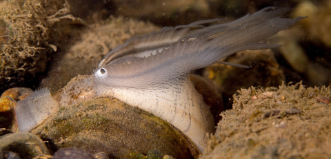 A photo of a plain pocketbook mussel tucked between mossy rocks, displaying a mantle that heavily resembles a fish swimming in the water