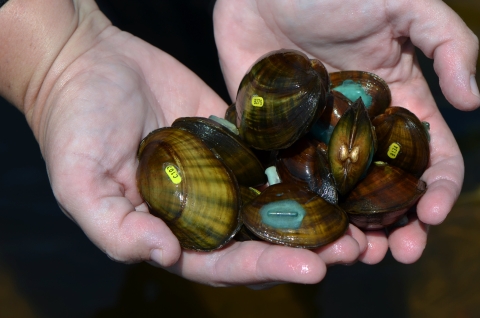 2 hands cupped holding 9-10 mussels with blue tracker tags attached to their shells