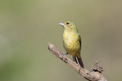 A female painted bunting sits on a branch