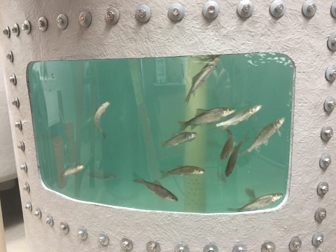 silvery fish in a round tank