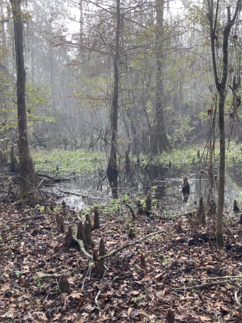 Bottomland Hardwood Floodplain Forest Trinity River National Wildlife Refuge