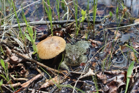 a Wyoming toad rests near a toadstool in shallow water surrounded by sparse green grasses, dried leaves and twigs.