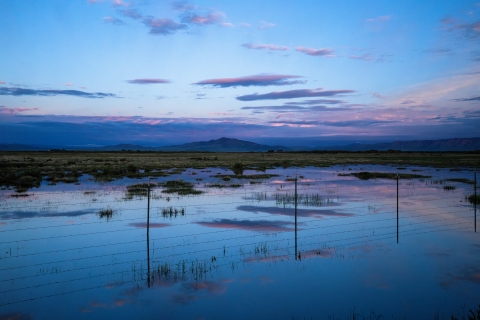 A photo of the early morning twilight hours just before sunrise during a Wyoming toad release in 2023. There is a wire fence surrounded by shallow water, and purple clouds in the sky are mirrored in the still water.