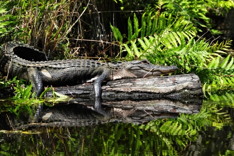 Animals in the Okefenokee Swamp | U.S. Fish & Wildlife Service