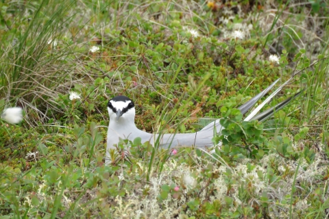 A close up of an Aleutian Tern sitting on its nest in low ground vegetation.