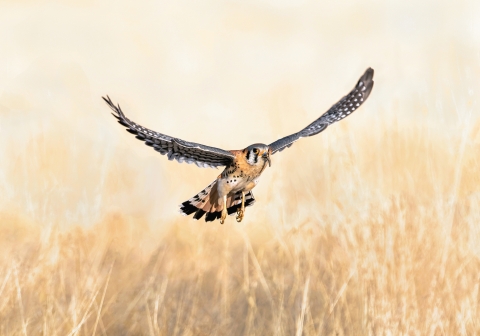 American kestrel with a caterpillar in its mouth as it flies