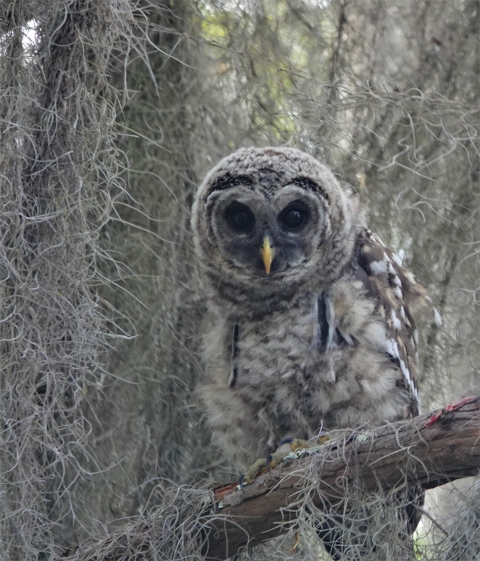 Animals in the Okefenokee Swamp | U.S. Fish & Wildlife Service