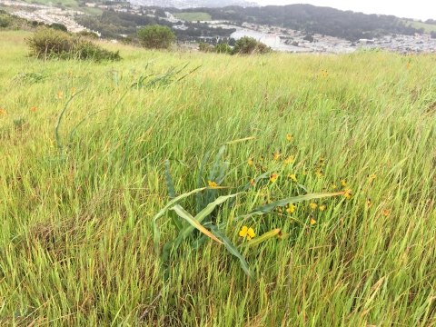 a california golden violet plant with several flowers is smothered by a field of invasive grasses with suburban housing in the distance