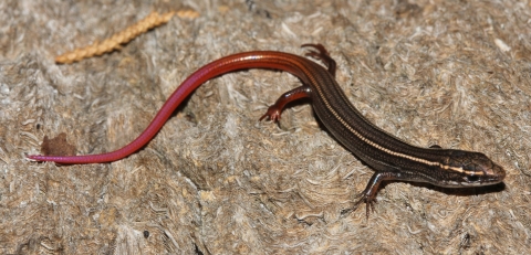 Cedar Key mole skink