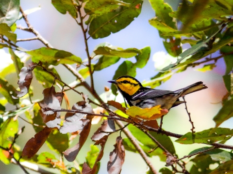 Golden-cheeked warbler