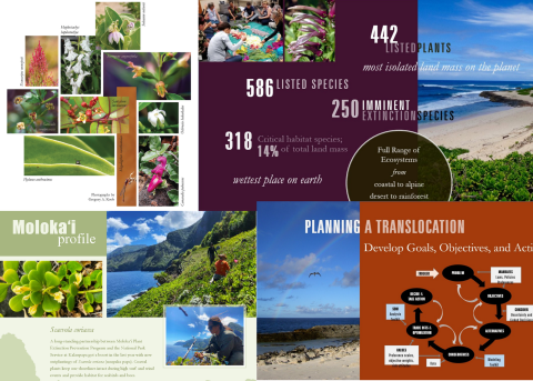 A collage of info graphs created by Susan to demonstrate species profiles and strategies used in the Pacific Islands.