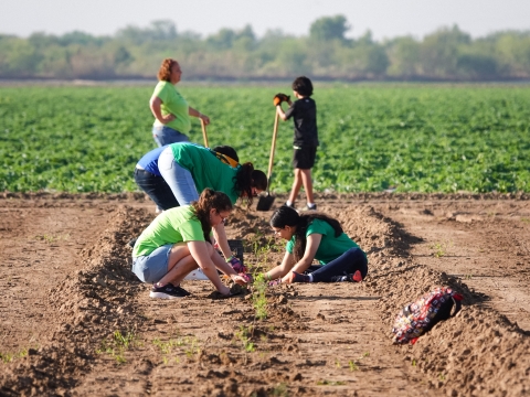 People planting in a field