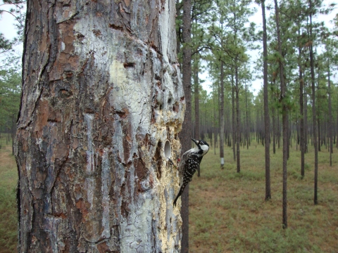 Red-cockaded woodpecker using a tree with artificial cavity.