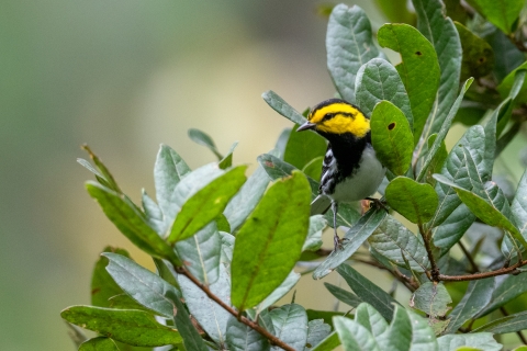 Golden-cheeked warbler