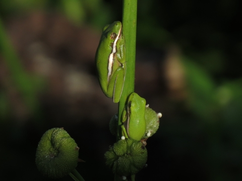 Animals in the Okefenokee Swamp | U.S. Fish & Wildlife Service