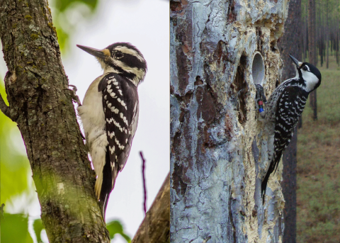 A comparison Photo of a hairy woodpecker on the left and red-cockaded woodpecker on the right.