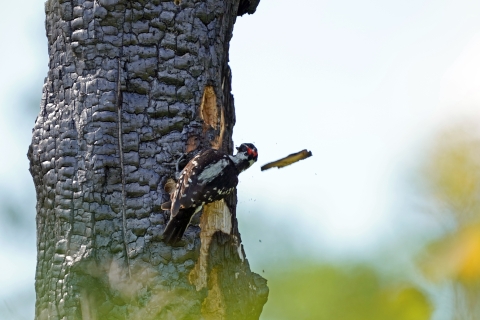 Bark flies off a charred tree as a hairy woodpecker pecks away.