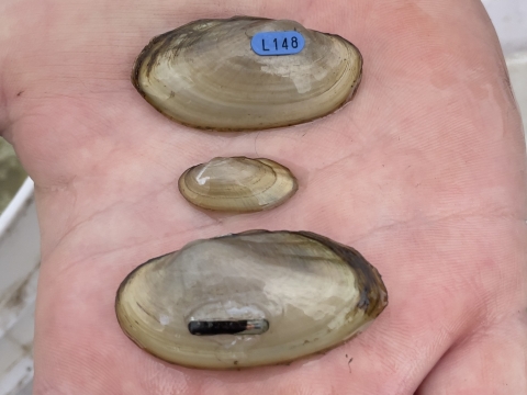 A biologist holds yellow sandshell freshwater mussels 