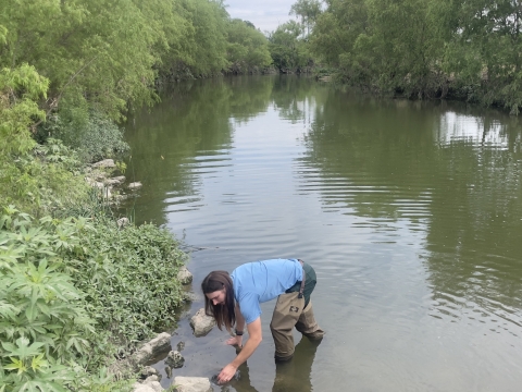 A biologist releases a freshwater mussel into the San Antonio River