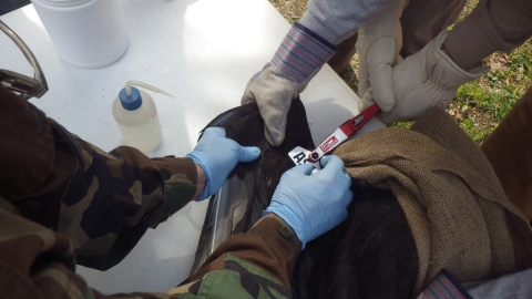 applying a wing tag to a black vulture