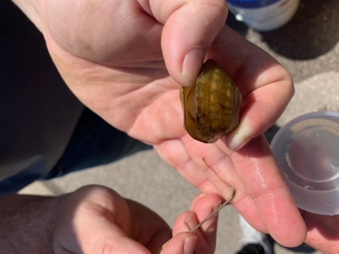 Western Fanshell mussel next to it's conglutinate