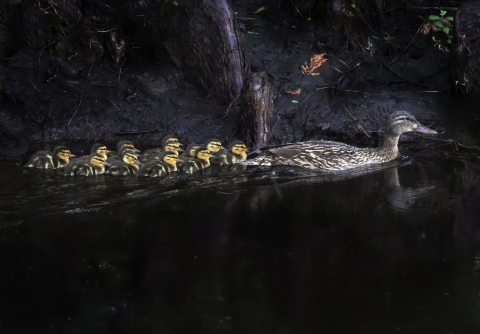 Brown, black & white mother mallard leads 9 yellow, black & white ducklings paddling along a canal