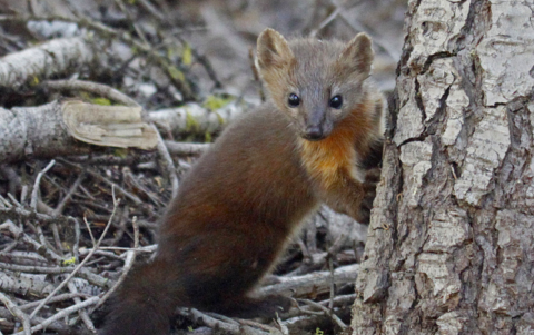 Coastal marten facing the camera.