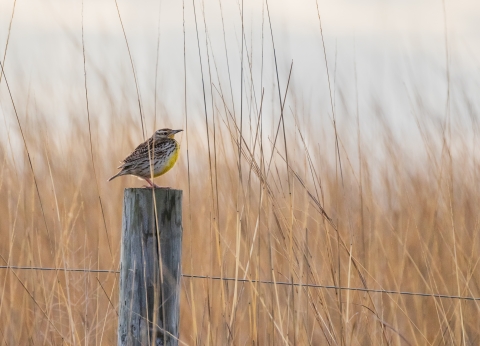 Western meadowlark perches on a fencepost next to tallgrass