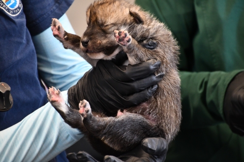 A Mexican wolf pup holds up all its paws as a vet gives it a health check