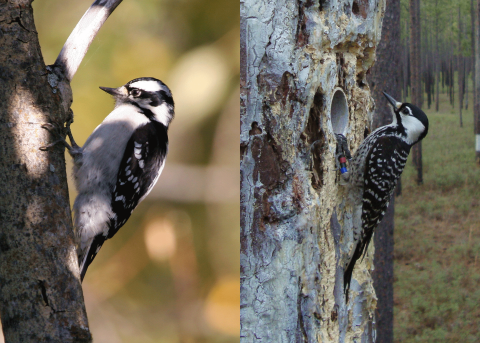 A comparison photo showing a downy woodpecker on the left and a red-cockaded woodpecker on the right.