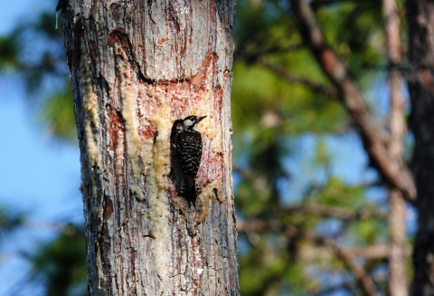 A female RCW with a juvenile male in a tree cavity.