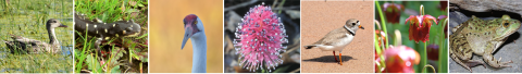 A long grid of 7 photographs of species that depend on wetlands, including waterfowl, two flowers, a frog, and a shorebird.