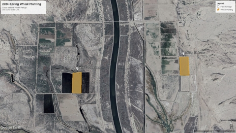 Map of planted wheat fields for 2024 on Cibola NWR