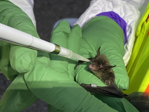 A tool drops a dose of vaccine into a bats mouth as it is held in gloved hands.