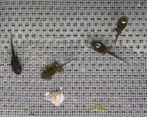 A phot of Wyoming toadlets and tadpoles growing at the Saratoga Fish Hatchery. An aerial view shows four tadpoles in shallow water, they have started to develop legs but still have long tails. 