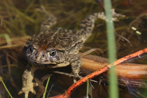 A close-up photo of a Wyoming toad as it floats in shallow water, surrounded by sparse grasses.