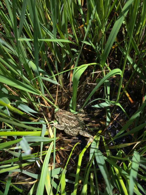 A photo of an adult Wyoming toad surrounded by thick tall green grasses.