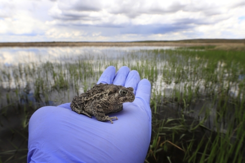 A Wyoming toad that is about to be released into the wild is held by a gloved hand. 