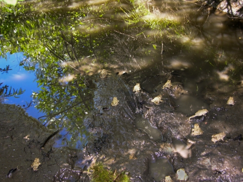 A photo of recently released adult Wyoming toads in the mud. They are surrounded by muddy footprints and puddles. The sky and surrounding vegetation are shown in the reflective surfaces of the puddles.