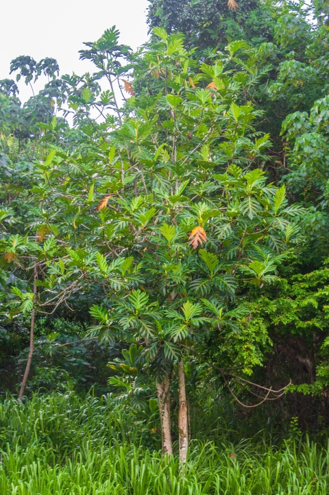 A tree about with big green leaves stands about twenty feet tall. 