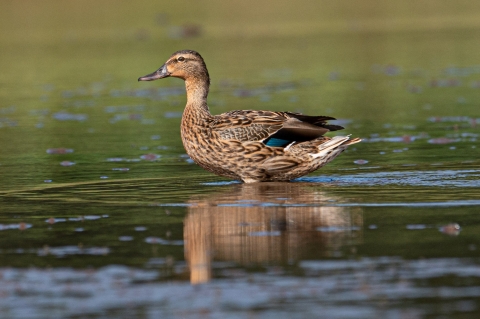 A brown duck with iridescent blue feathers on its wing stands in a wetland pond. 
