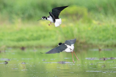 A black and with bird with long pink legs and a needle like beak jumps over another bird of the same species. The are both in a wetland pond. 