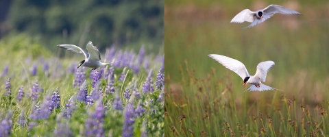 A diptych consisting of two images. On the left is an aleutian tern with a white spot on its black cap, a black beak, white wings, and black feet. It hovers above a field of purple lupine habitat. On the right is an image of two arctic terns with full black caps, orange beaks, and red feet. They hover over a field of vegetation.