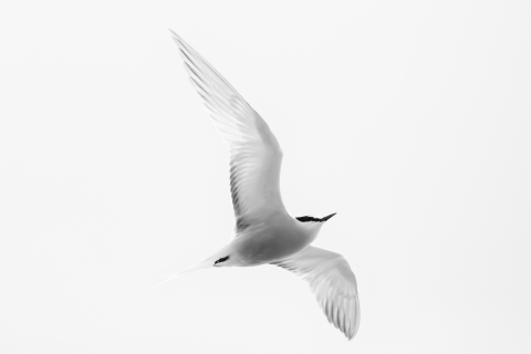 An aleutian tern with a white body, black face mask, black beak and feet soars above.